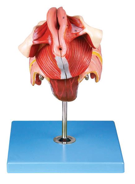 Female Genital Organs Model With 40 Positions Are Displayed For