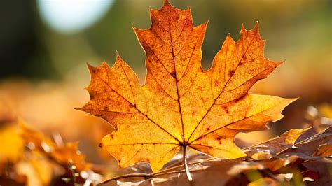 feuille d'automne-Fond d'écran Paysage d'automne Aperçu | 10wallpaper.com