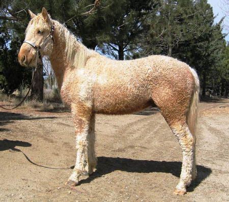 Generally, if more melanin is present, the color of the hair is darker; Inheritance of Curly Hair in Horses