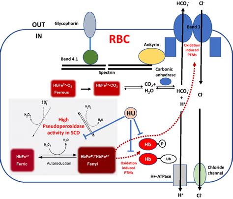 Proposed Model For The Effects Of Hemoglobin Dependent Oxidation Download Scientific Diagram