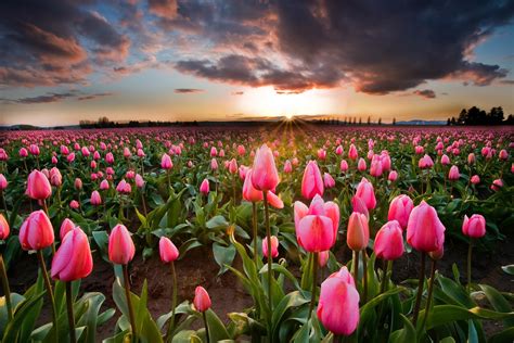 Pink Tulip Serenity Sunset Over The Tulip Fields In The Sk Flickr
