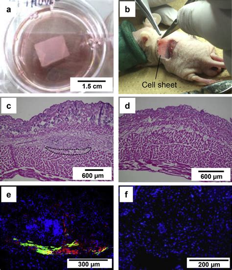 Transplantation Of Fibroblast Sheets In Nude Mice A Fibroblast Sheet