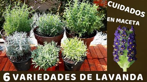 Quando è il momento giusto per tagliare la #lavanda? come si fa a #potare la pianta di lavanda… NO VOLVERAS A PERDER TU PLANTA DE LAVANDA CON ESTOS ...