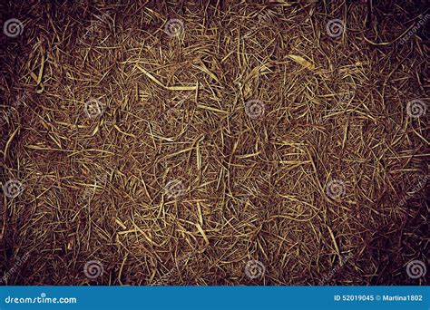Texture Of Straw Stock Image Image Of Plant Leaf Harvest 52019045