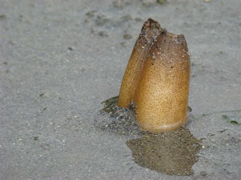 10 peculiar facts about geoducks