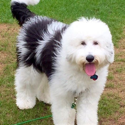 We create lasting relationships and build. 77+ Sheepadoodle Puppies For Sale Texas - l2sanpiero