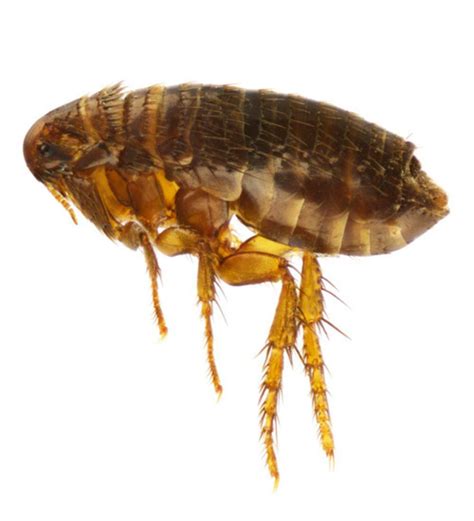 Fleas Complete Exterminating Pest Control Vancouver Wa