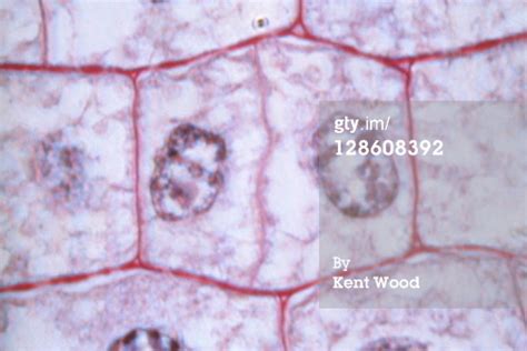 Check spelling or type a new query. What Happens to Genetic Material During Cell Division ...
