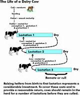 Cow Heat Cycle Pictures