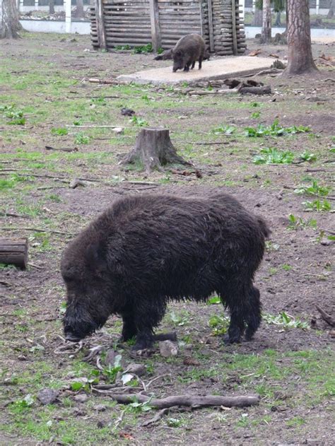Belarus Animals Of Belovezhskaya Pushcha Np Travel2unlimited