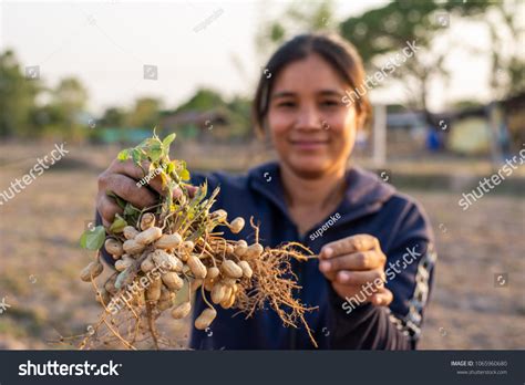 Farmer Harvesting Peanut Field Stock Photo 1065960680 Shutterstock