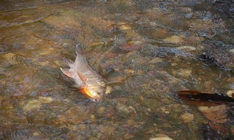 Spesies ikan air tawar 1. 15 spesies ikan air tawar terbaik (part 5) - Umpan