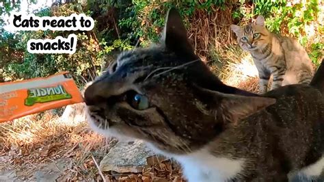 Cats React To Snacks YouTube