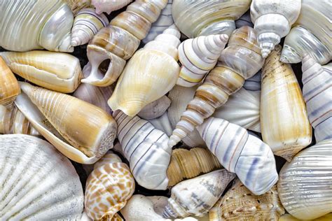 Sea Animals With Hard Shells