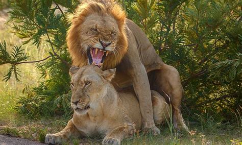 Male Lion Roars While Mating With Underwhelmed Lioness Photo Daily