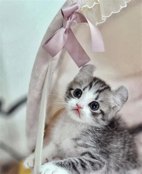 Kata Kata Kucing Lucu New Calendar Template Site Cute Cats And Kittens