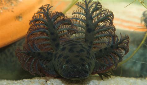 Meet The Reticulated Siren Alabamas Newest Salamander One Of The