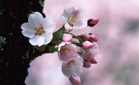 Sebab popularitasnya paling tinggi di wilayah itu. Gambar Bunga Sakura Khas Jepang Yang Indah | Bunga sakura ...