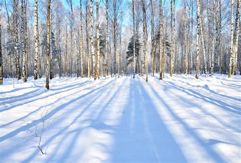 Winter Forest In Clear Day Stock Image Image Of February 23340543