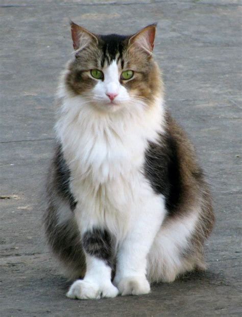 Beautiful Cute Cats Norwegian Forest Cat Animals And Pets