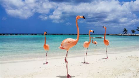 Aruba Hd Wallpapers Top Free Aruba Hd Backgrounds Wallpaperaccess