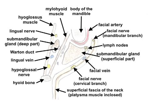 Relationships Of The Superficial And Deep Part Of Submandibular Gland
