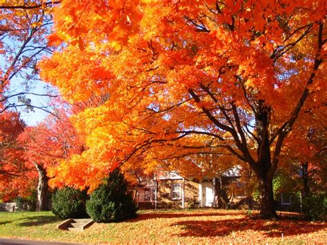 Fall Foliage In Fayetteville Arkansas Photos And Videos Fall Foliage