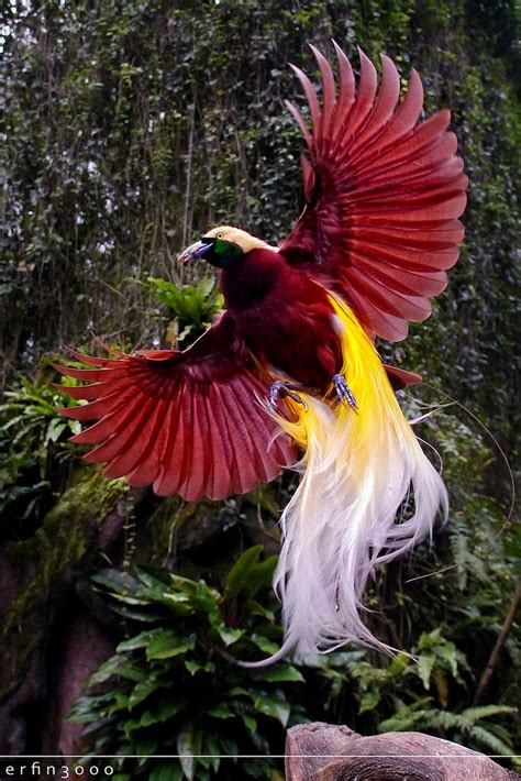 The Dance Beautiful Birds Greater Bird Of Paradise Colorful Birds