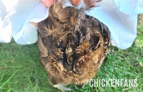 Vent Gleet In Chickens Causes And Treatment Chicken Fans