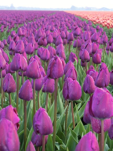 Free Photo Purple Tulips Bloom Blossom Field Free Download Jooinn