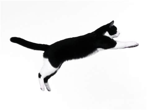 Black And White Cat Jumping Hd Wallpaper Wallpaper Flare