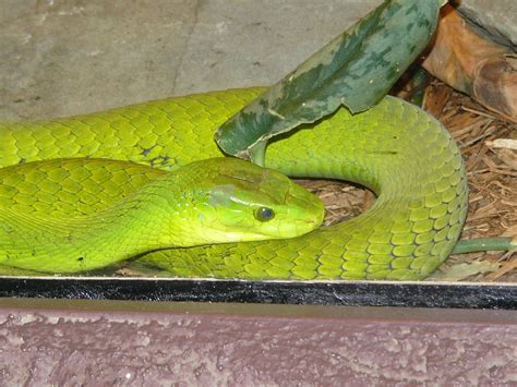 The Online Zoo Eastern Green Mamba