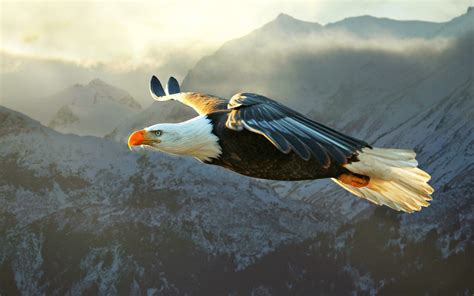 Fliegenden Adler In Den Bergen Hd Hintergrundbilder Eagle Pictures
