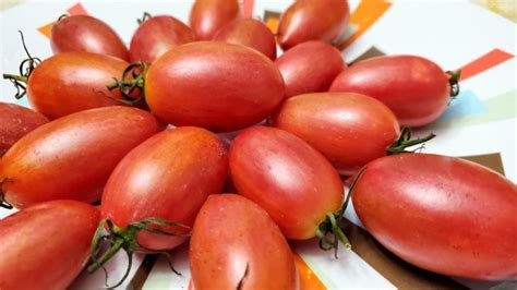 Tomato Maglia Rosa Seeds Certified Organic Garden Hoard