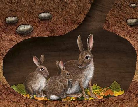 Rabbits In An Underground Burrow With Leaves On The Floor Animal