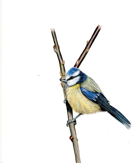 Original Eurasian Blue Tit Bird Drawing Colored Pencil Etsy Canada