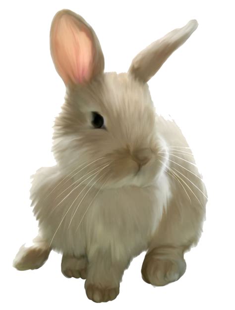 Download High Quality Bunny Clipart Transparent Background Transparent