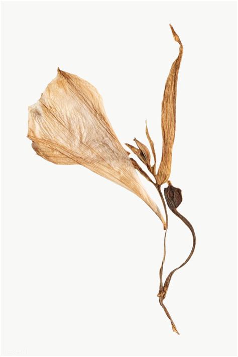 Dried Lily Flower Design Element Free Image By Rawpixel Com Teddy