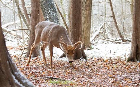 the 9 best late season deer foods field and stream deer food deer hunting blinds deer camp