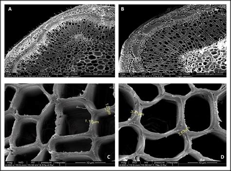 Frontiers Increase In Cell Wall Thickening And Biomass Production By