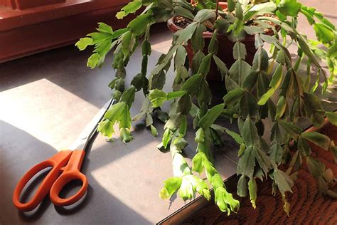 How To Propagate Christmas Cactus From Cuttings Gardeners Path