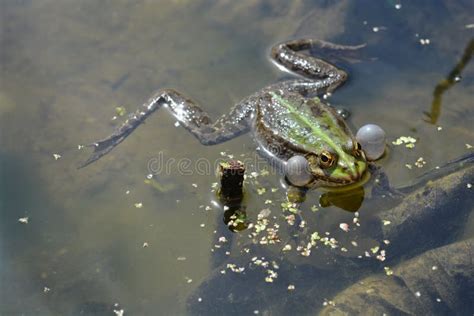 Common European Frog Stock Photo Image Of Swimming 114709558