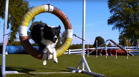 Dogs Doing Tricks In Super Slow Motion 4K