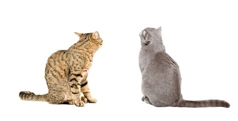 Two Cats Sitting Together Back View Stock Photo Download Image Now