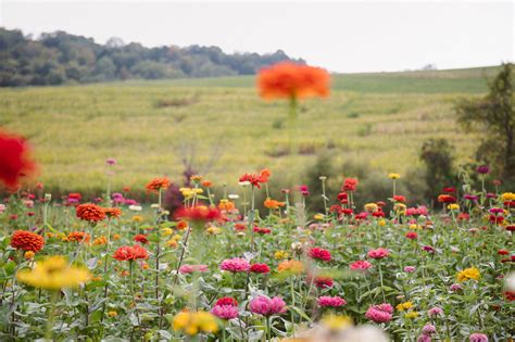 We are happy to help you choose your unique sympathy flowers gift. fall-pick-your-own-flowers-simmons-farm-flower-photography ...