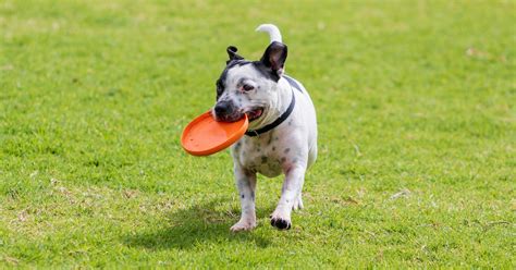 The 3 Best Dog Frisbees