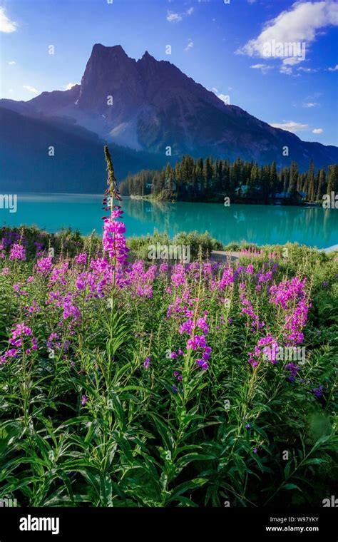 Fireweed Emerald Lake Yoho National Park British Columbia Canada