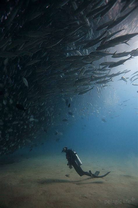 Pin By Sine Adıtatar On Into The Wild Underwater World Sea And