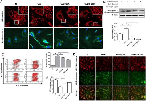 Csa And Fk506 Inhibit Pan Induced Disorders Of Mitochondrial Function