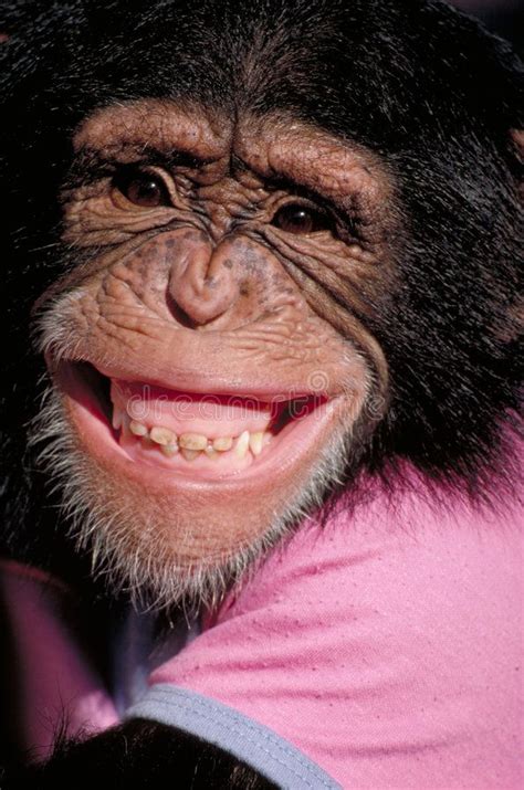 Grinning Chimp Humorous Chimpanzee With Big Grin Ad Humorous